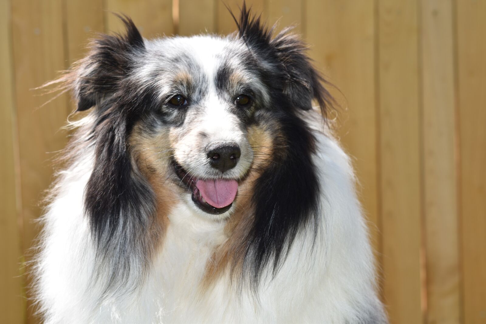 Nikon D5600 sample photo. Dog, dog berger shetland photography