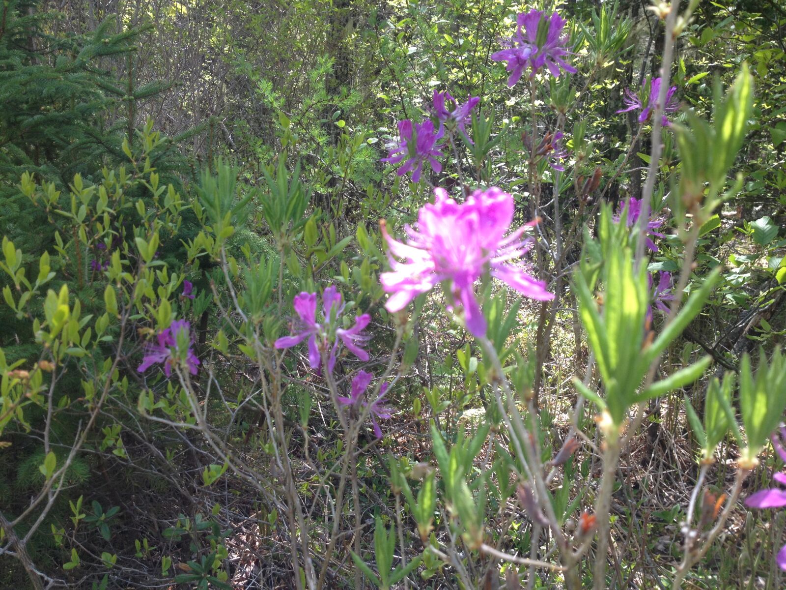 iPhone 4S back camera 4.28mm f/2.4 sample photo. Canada, flowers, nature, nova photography