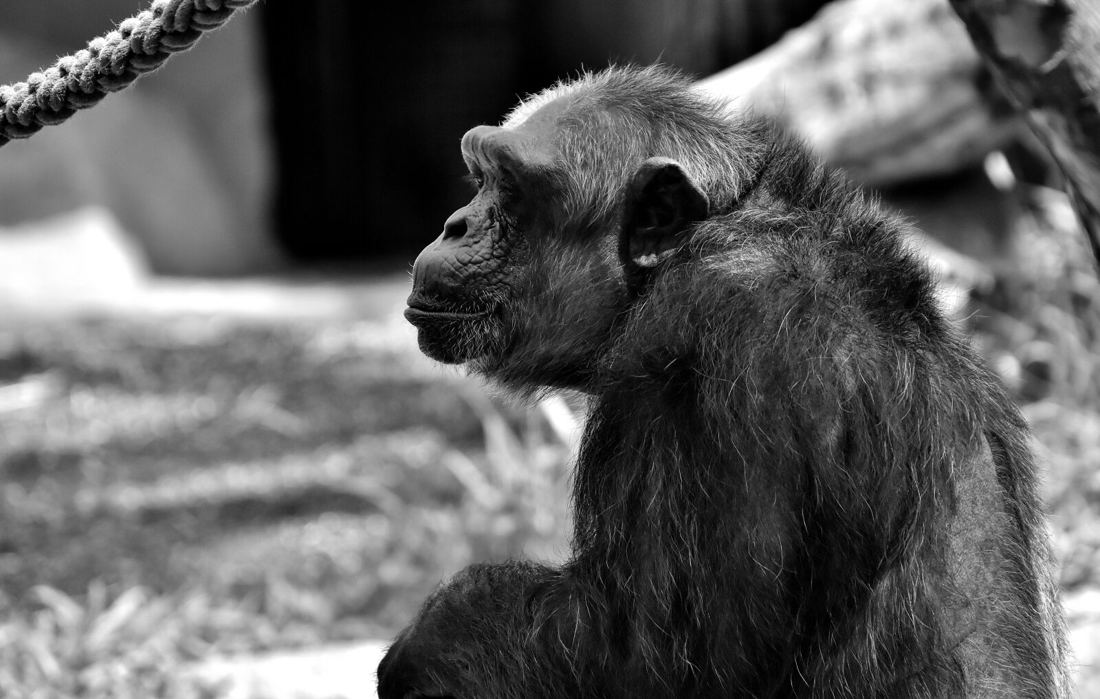 Nikon D7200 sample photo. Chimpanzee, monkey, animal world photography