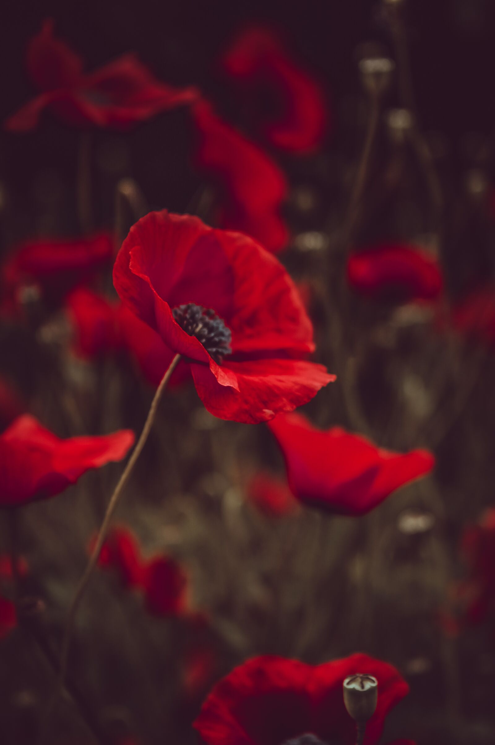 Nikon D3200 sample photo. Flower, red, nature photography