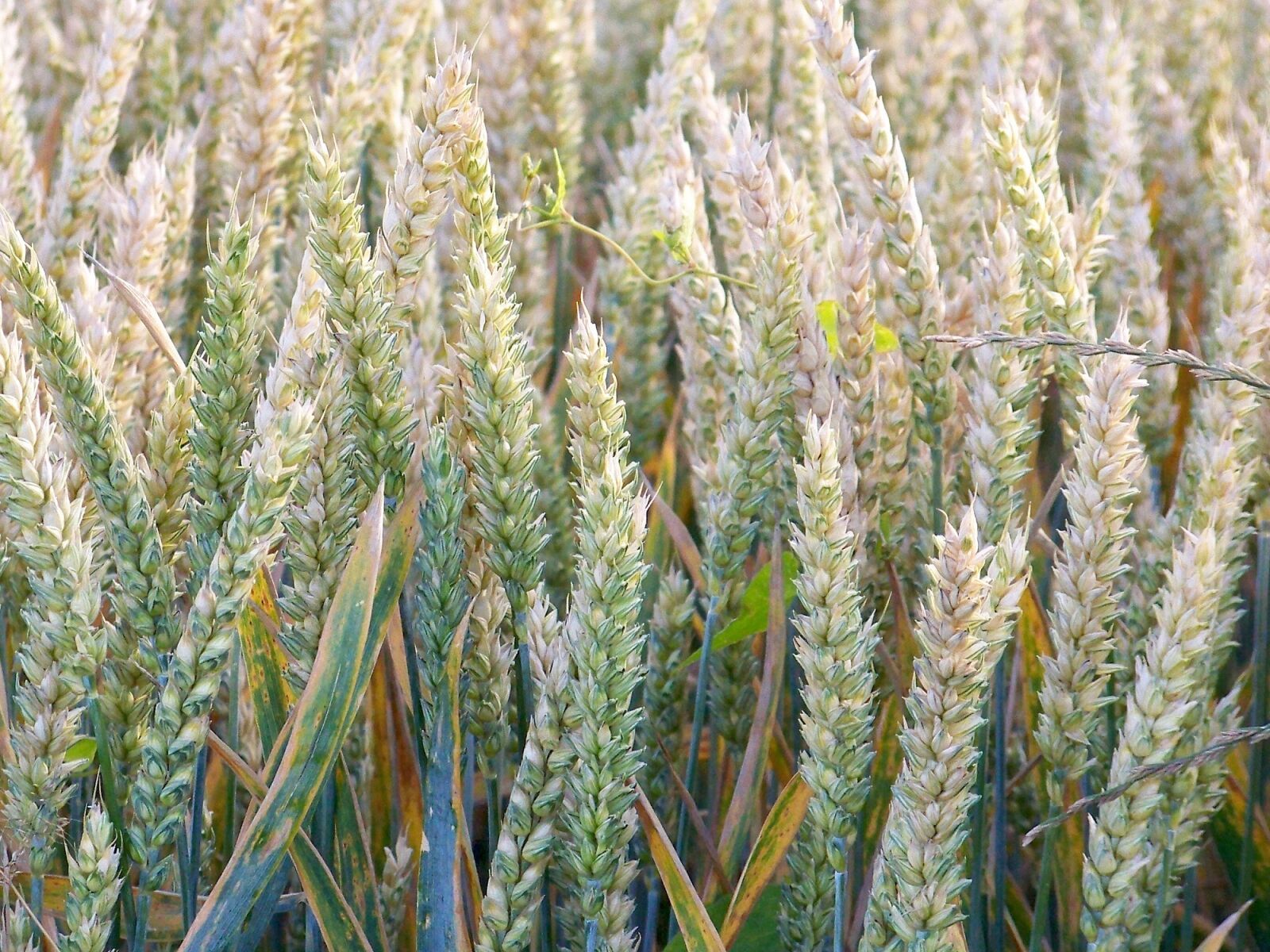 Kodak EASYSHARE Z1012 IS DIGITAL CAMERA sample photo. Field, nature, grain photography