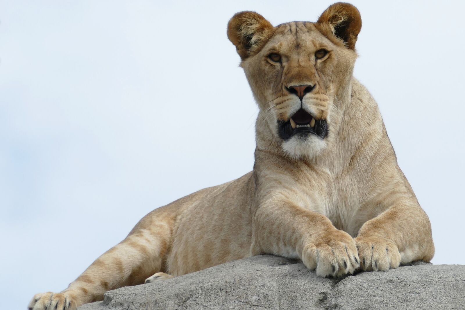 Panasonic Lumix DMC-FZ1000 sample photo. Lioness, predator, mammal photography