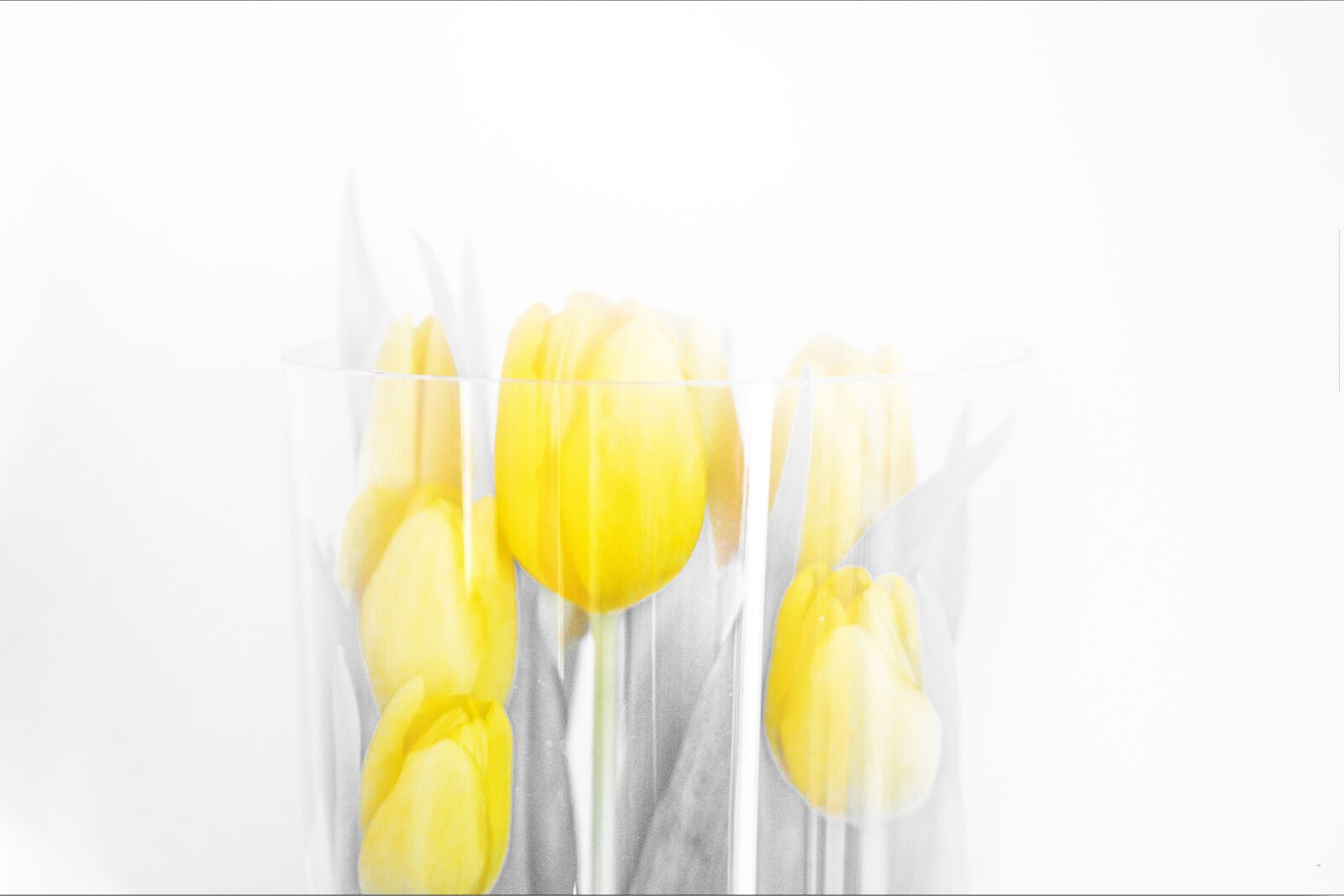 Canon EOS 600D (Rebel EOS T3i / EOS Kiss X5) sample photo. Bright, easter, nature photography