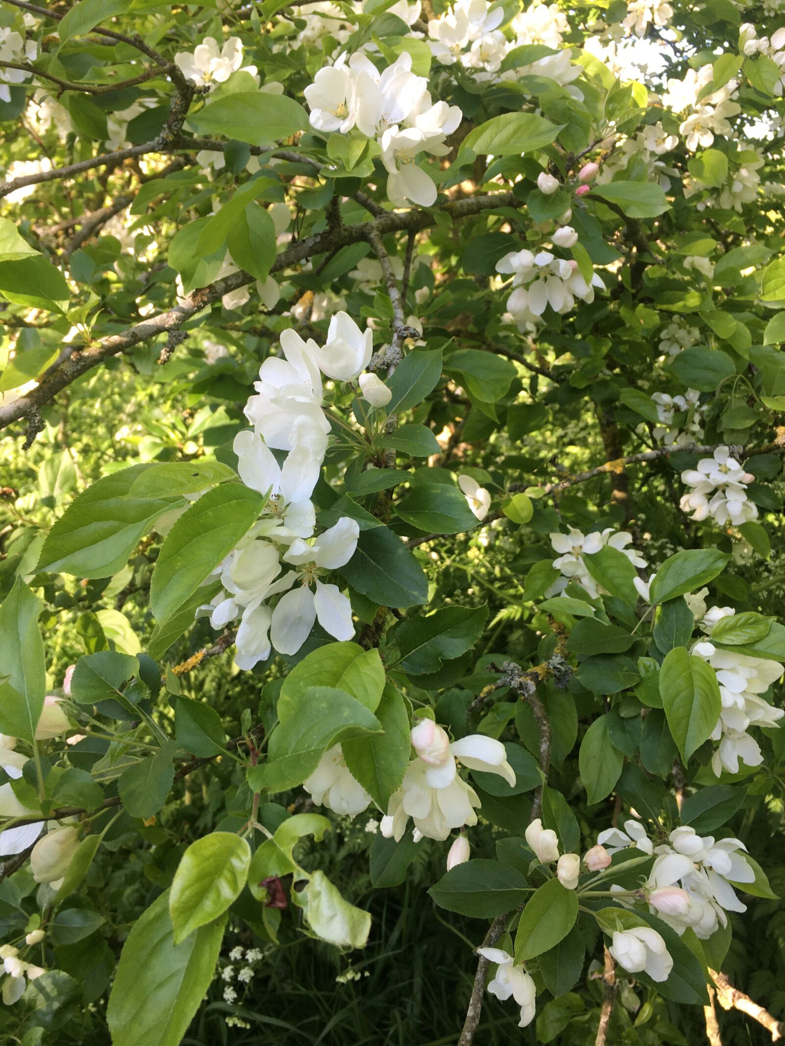 Apple iPhone 6s sample photo. Blossom, springtime, spring photography