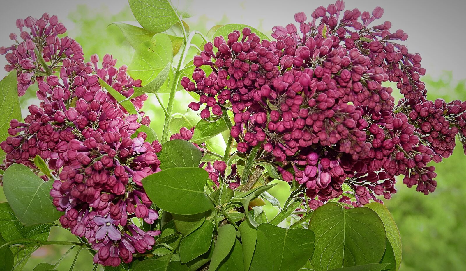 Nikon Coolpix P900 sample photo. Plant, flower, nature photography