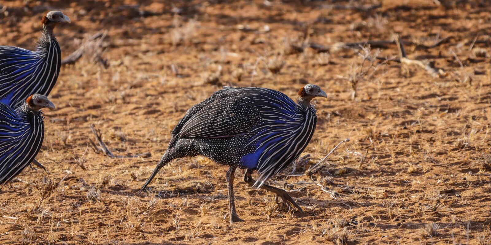 Panasonic Lumix DMC-GX8 + LEICA DG 100-400/F4.0-6.3 sample photo. Guinea fowl, savannah, bird photography