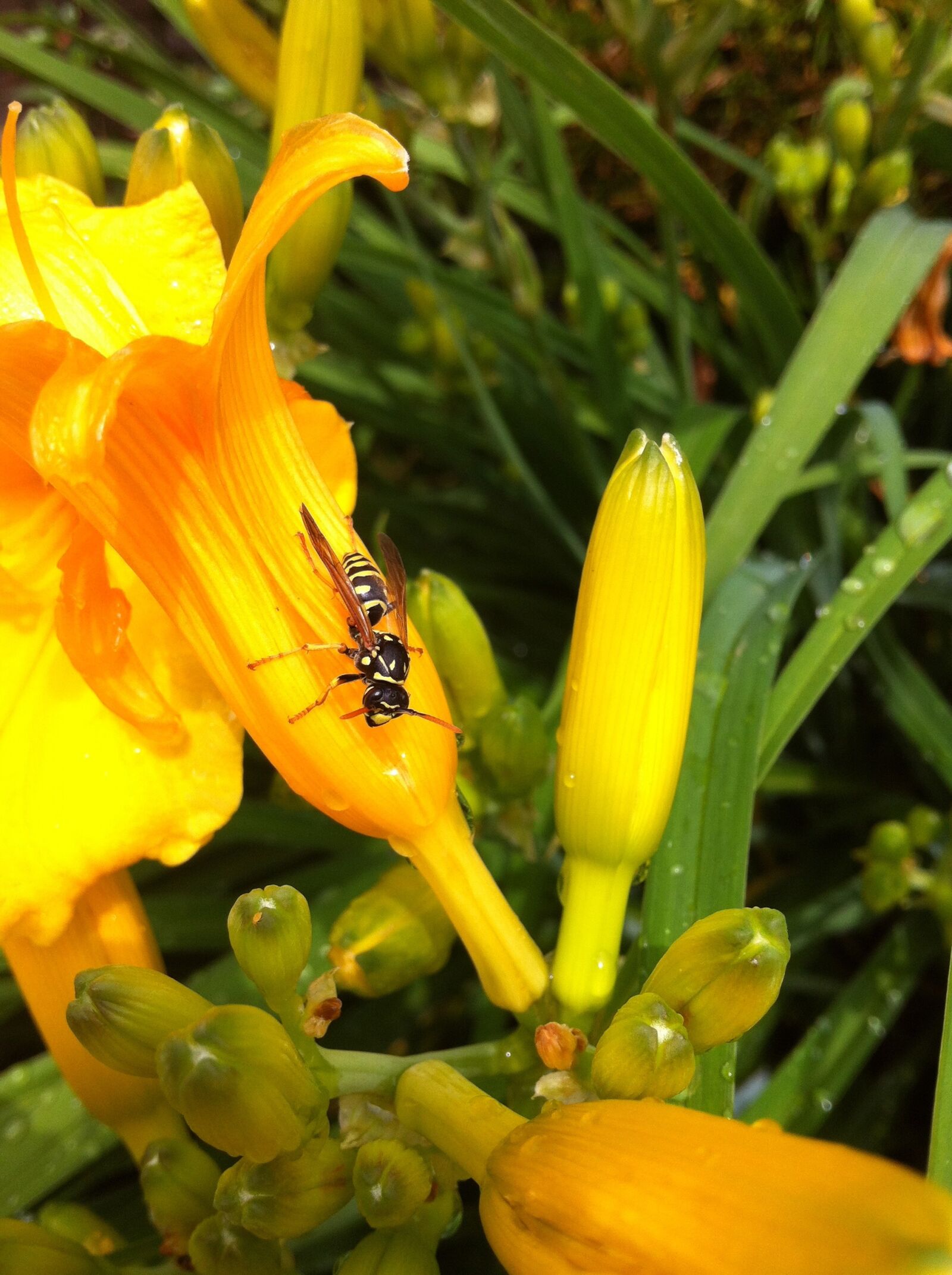 Apple iPhone 4 sample photo. Yellow flowers, lily, nature photography