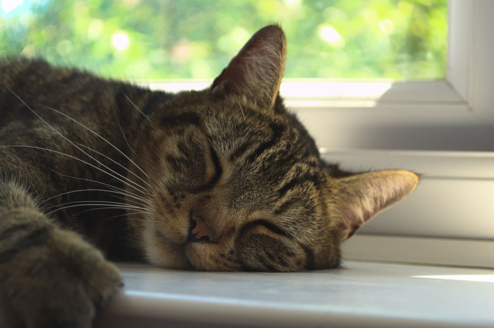 Nikon D3100 sample photo. Cat, tabby cat, tired photography
