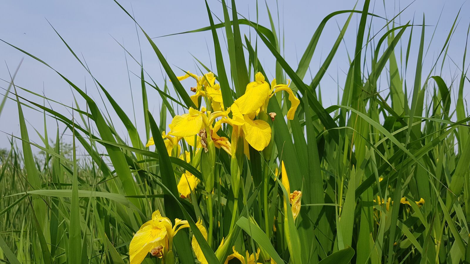 Samsung Galaxy S8 sample photo. Flowers, nature, spring photography