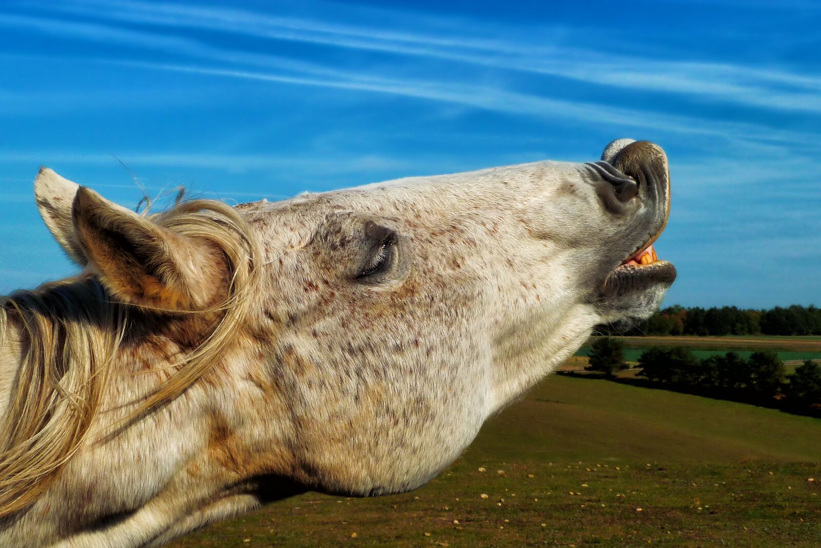 Panasonic Lumix DMC-ZS7 (Lumix DMC-TZ10) sample photo. Nature, animal, animal world photography