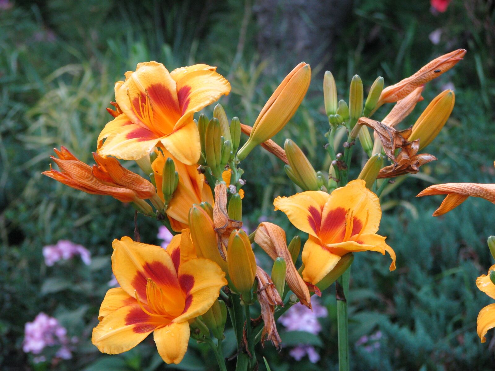 Canon POWERSHOT S5 IS sample photo. Flowers, yellow, yellow flowers photography