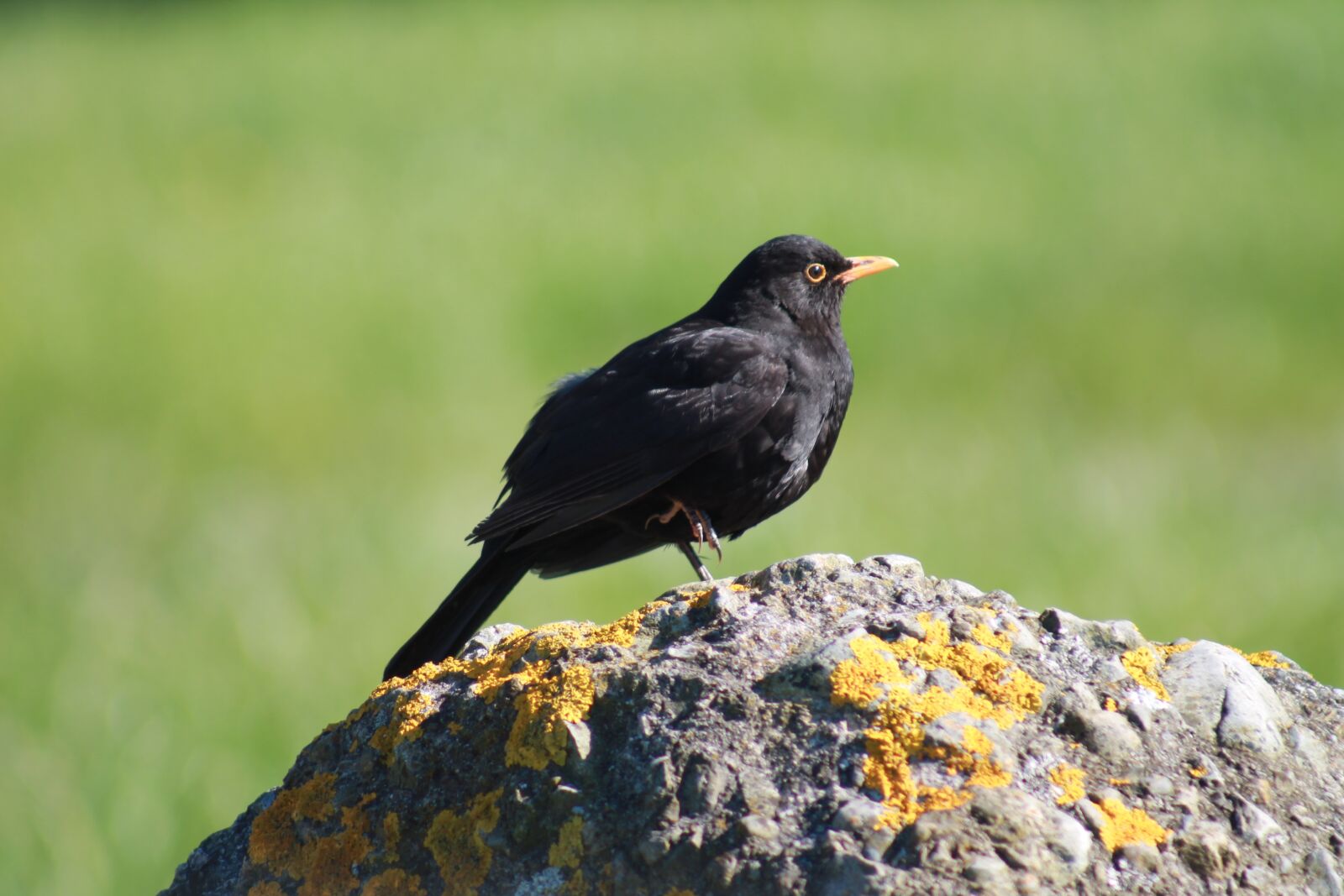 Canon EF 75-300mm f/4-5.6 sample photo. Blackbird, bird, rock photography