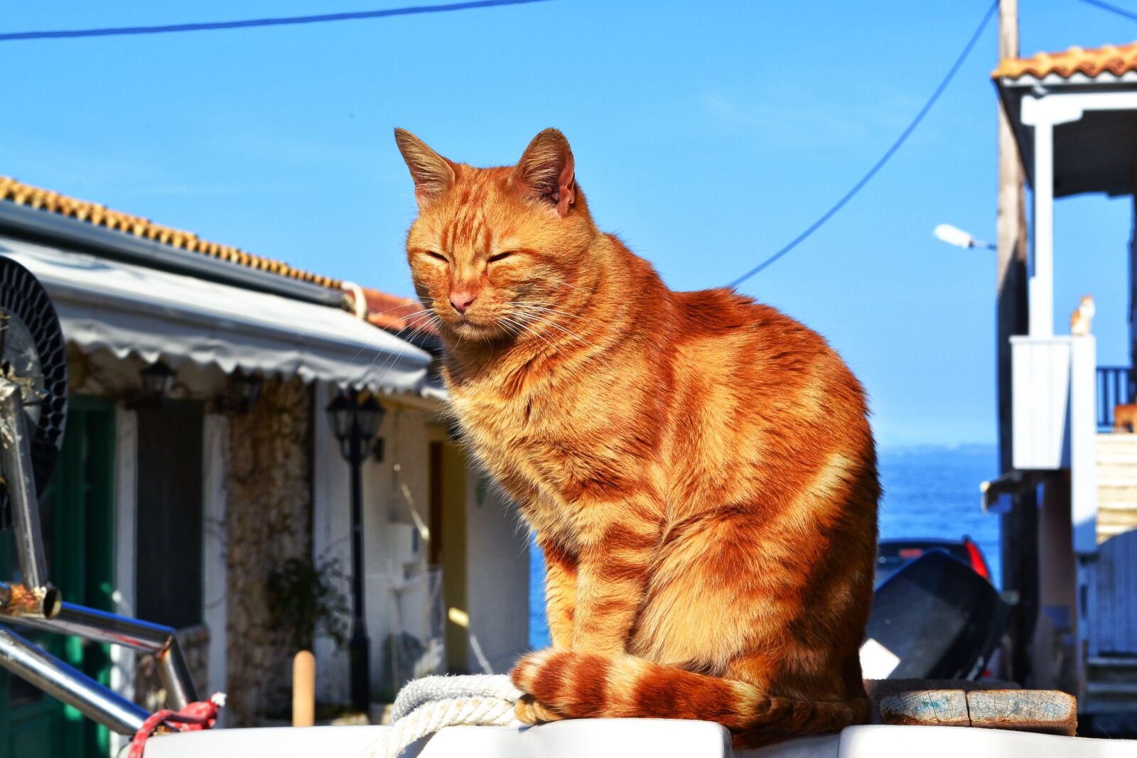 Nikon D3100 sample photo. Cat, asleep, sleeping animal photography