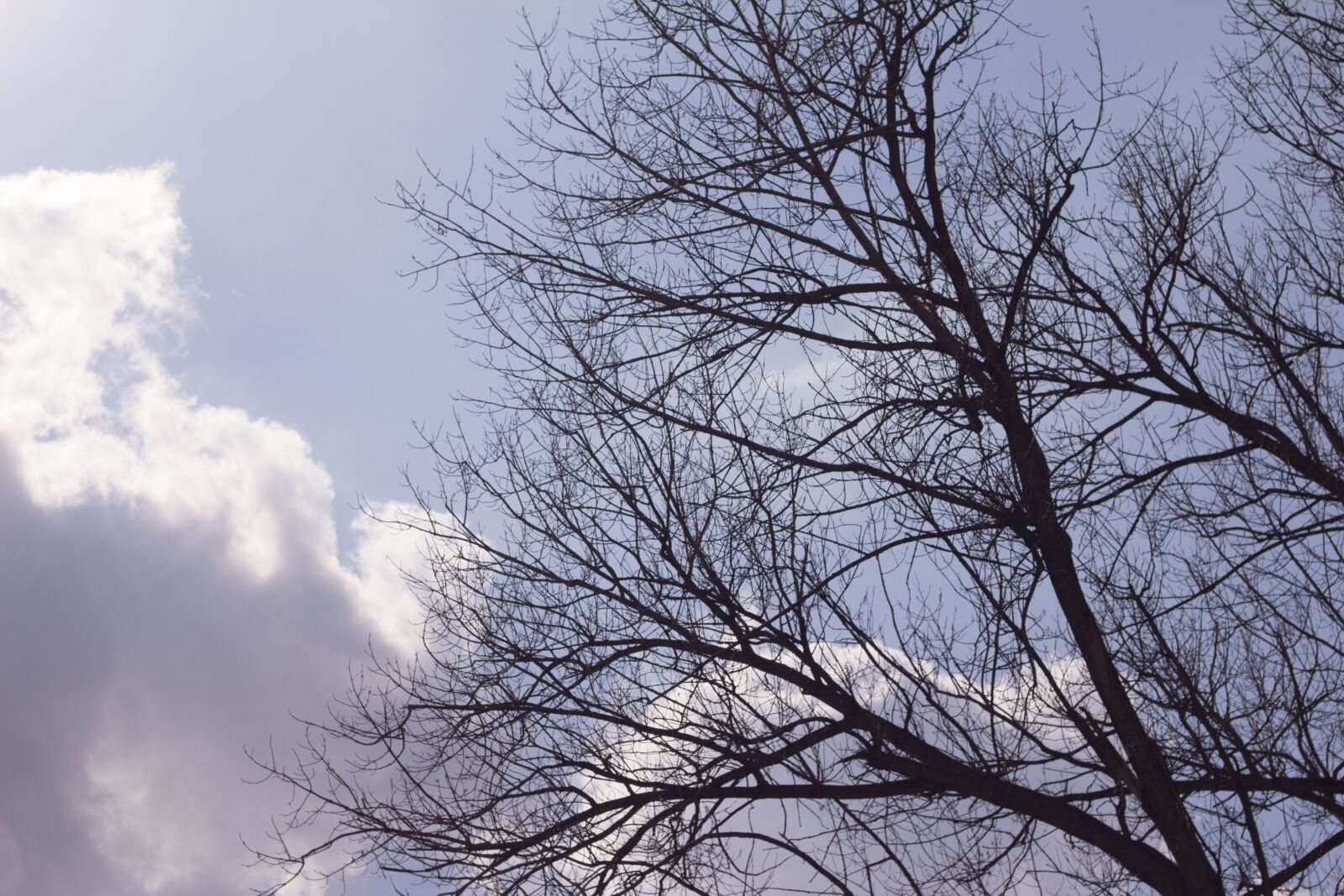 Canon EOS 700D (EOS Rebel T5i / EOS Kiss X7i) + Canon EF 50mm F1.8 II sample photo. Sky, tree, morning photography