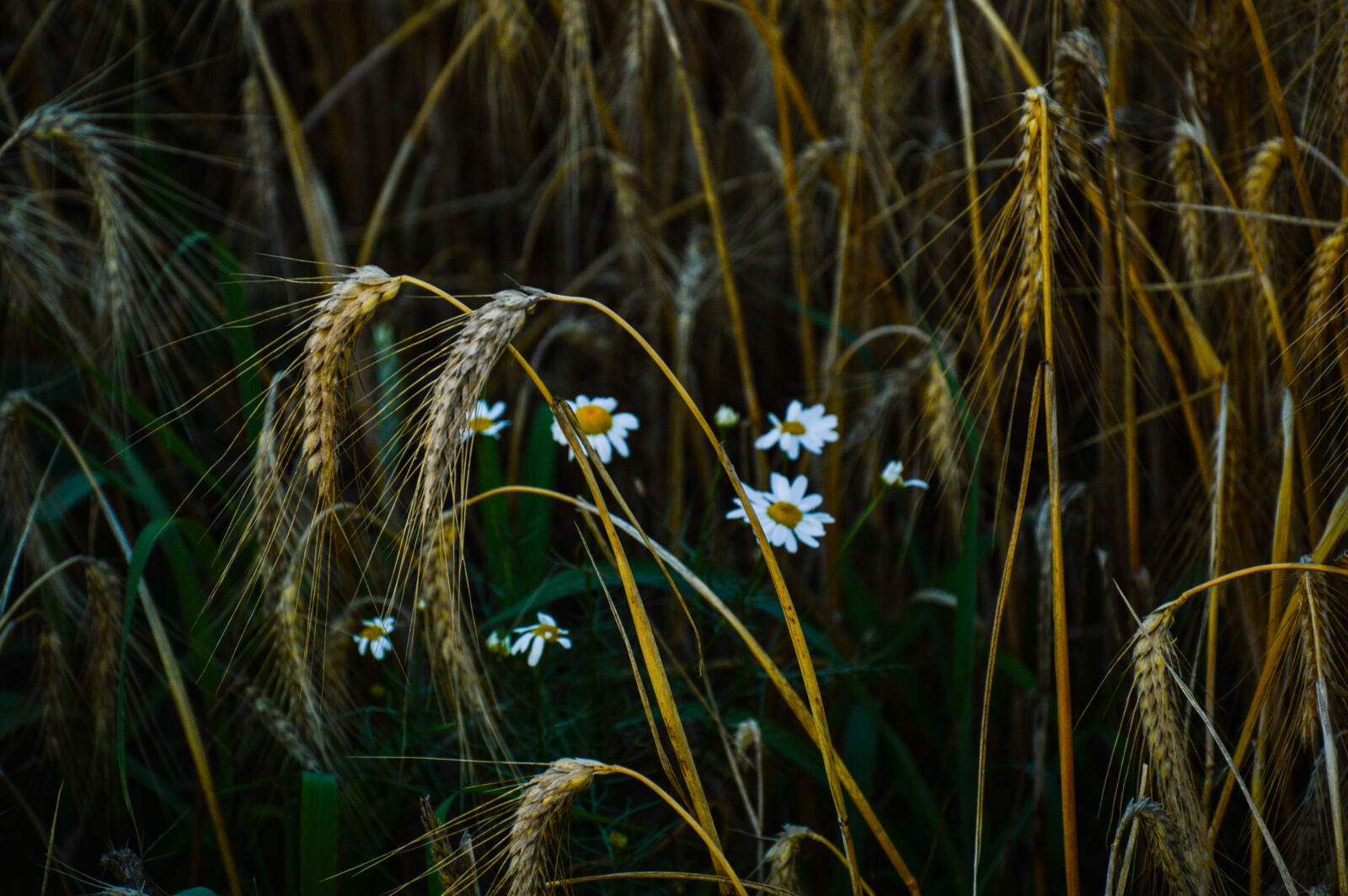 Nikon D3200 sample photo