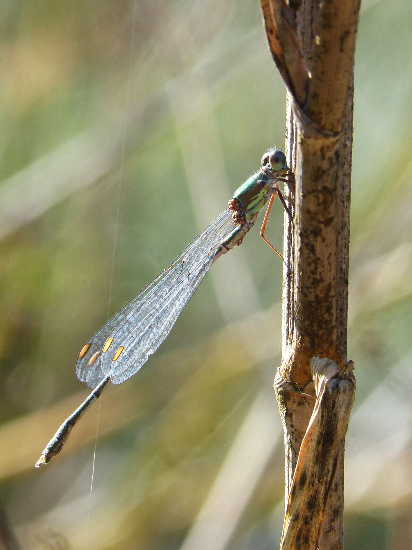 Panasonic DMC-FZ62 sample photo. Dragonfly, green dragonfly, stem photography