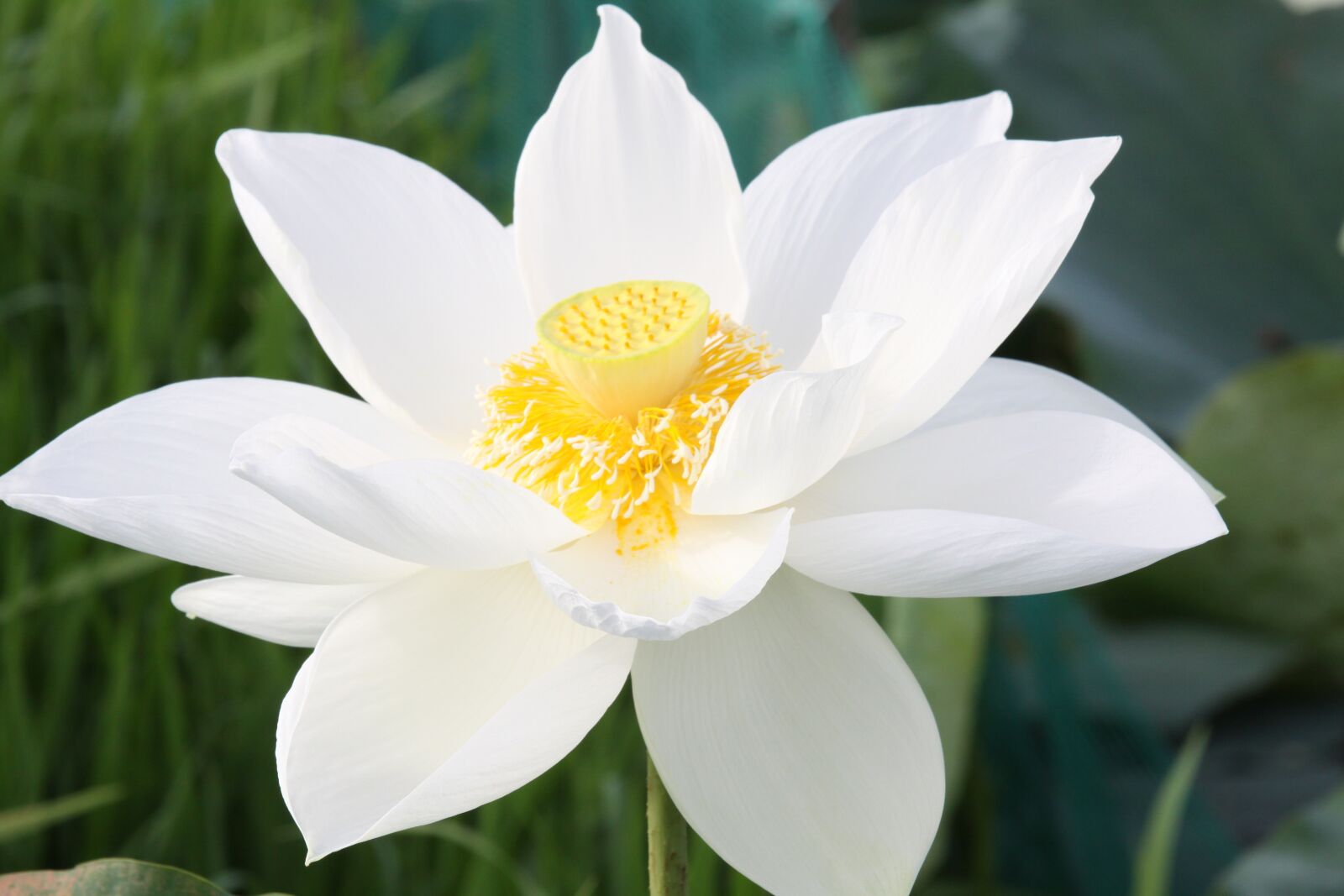 Canon EOS 50D sample photo. Lotus, flower, white lotus photography