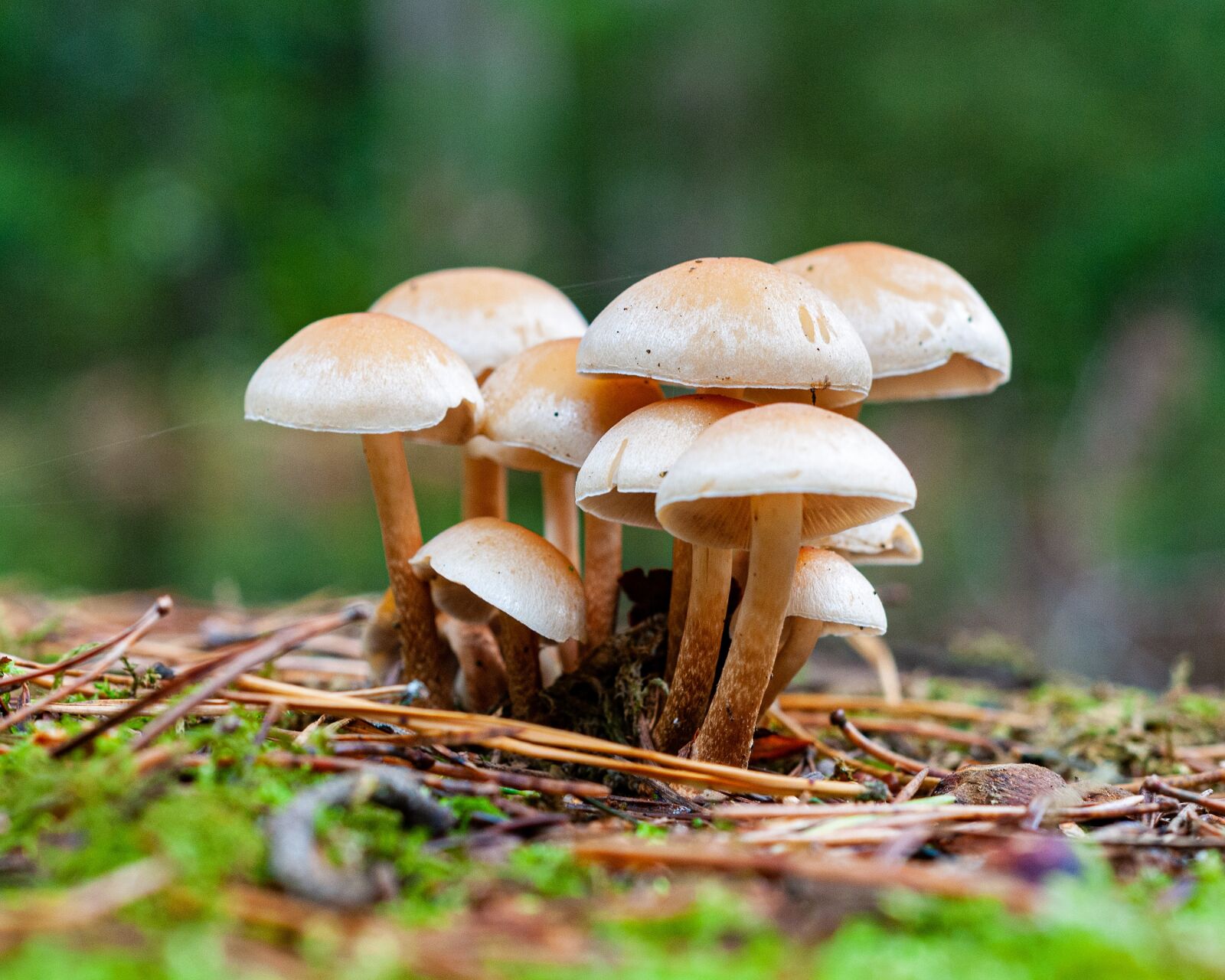 Nikon D300S sample photo. Mushroom, autumn, forest photography