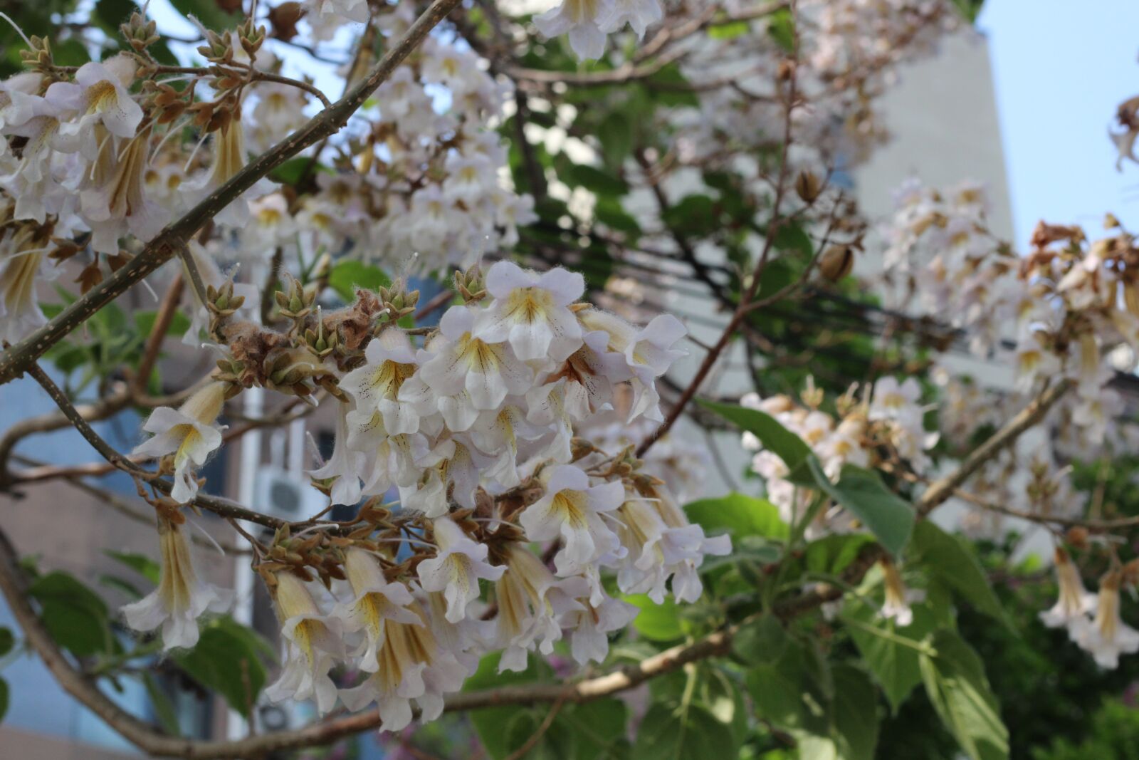 Canon EOS 600D (Rebel EOS T3i / EOS Kiss X5) + Canon EF 50mm F1.8 STM sample photo. Flower, spring, pretty photography