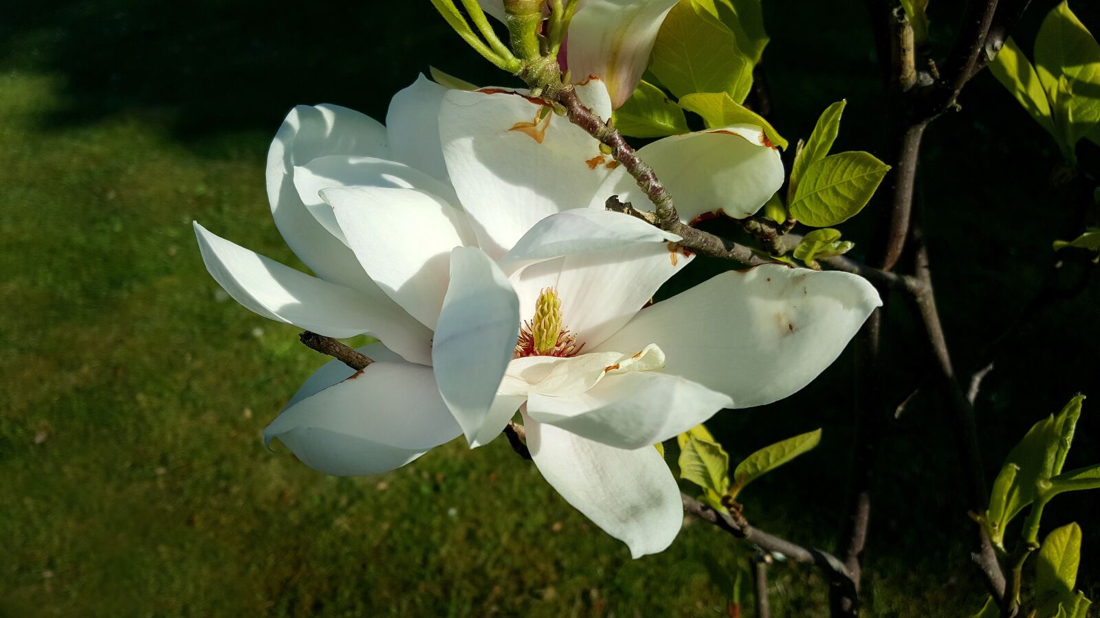 Samsung Galaxy S6 sample photo. Magnolieblomst, flowering magnolia tree photography