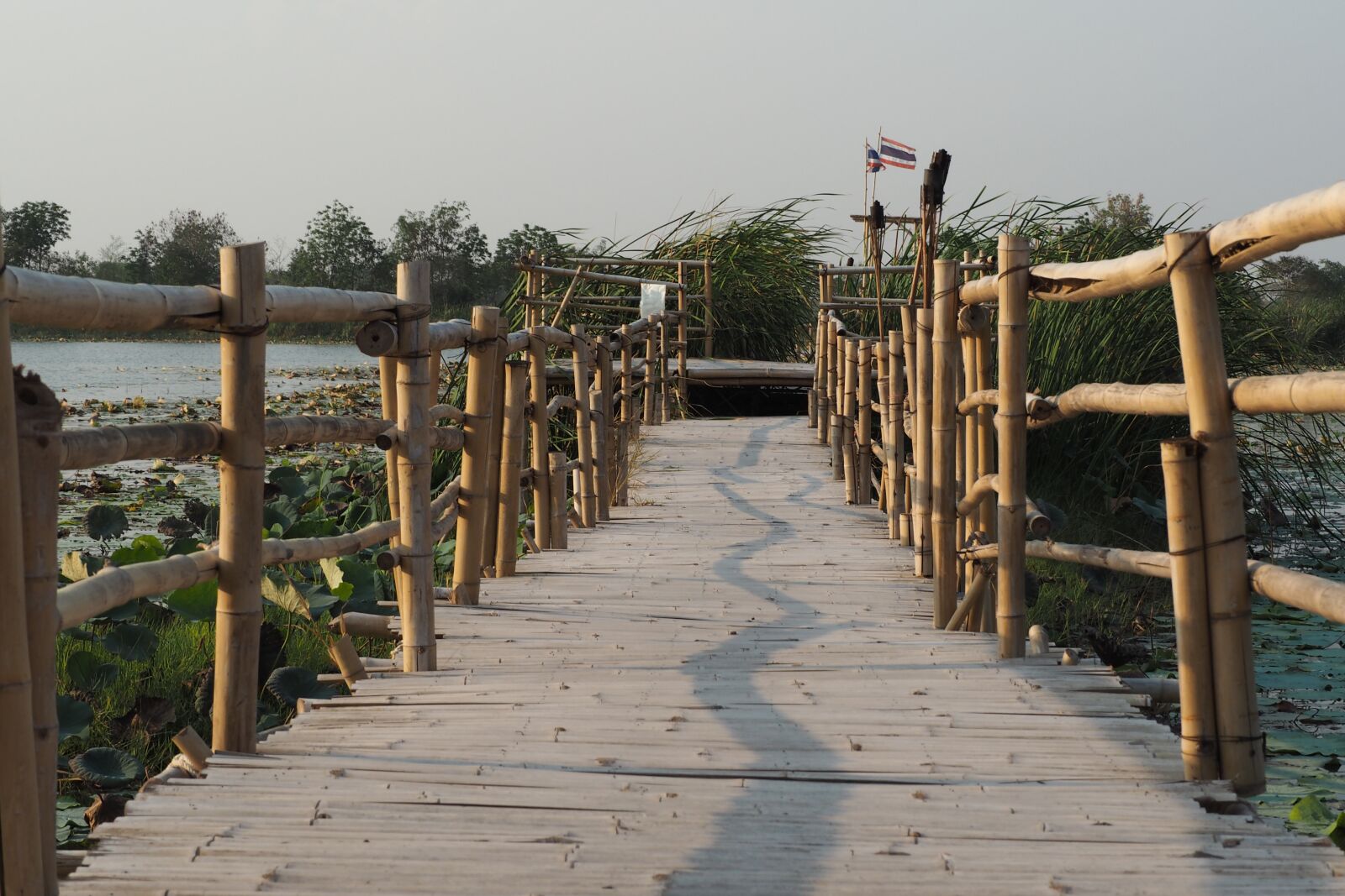 Olympus PEN E-PL7 sample photo. Bridge, swamp, nature photography