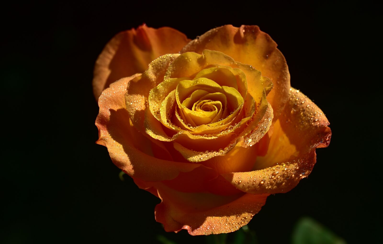 Nikon D750 sample photo. Rose, orange, floribunda photography
