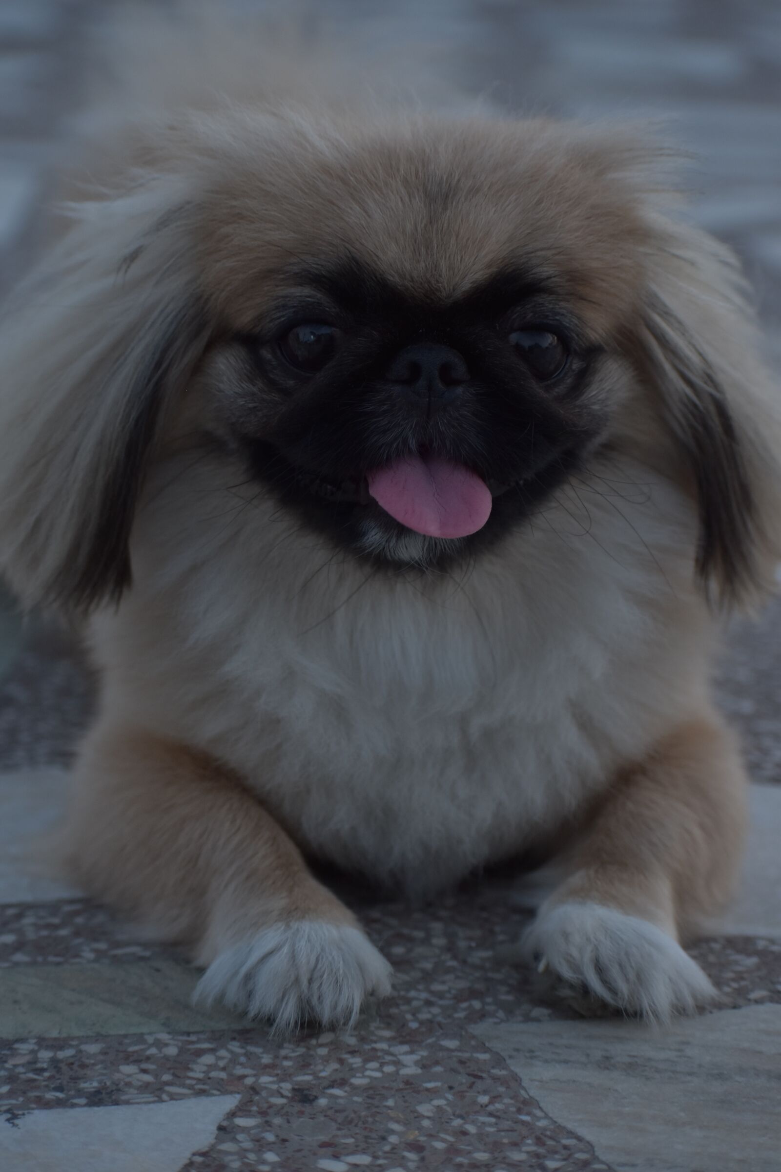 Nikon D5600 sample photo. Female pup, pekingese, fluffy photography
