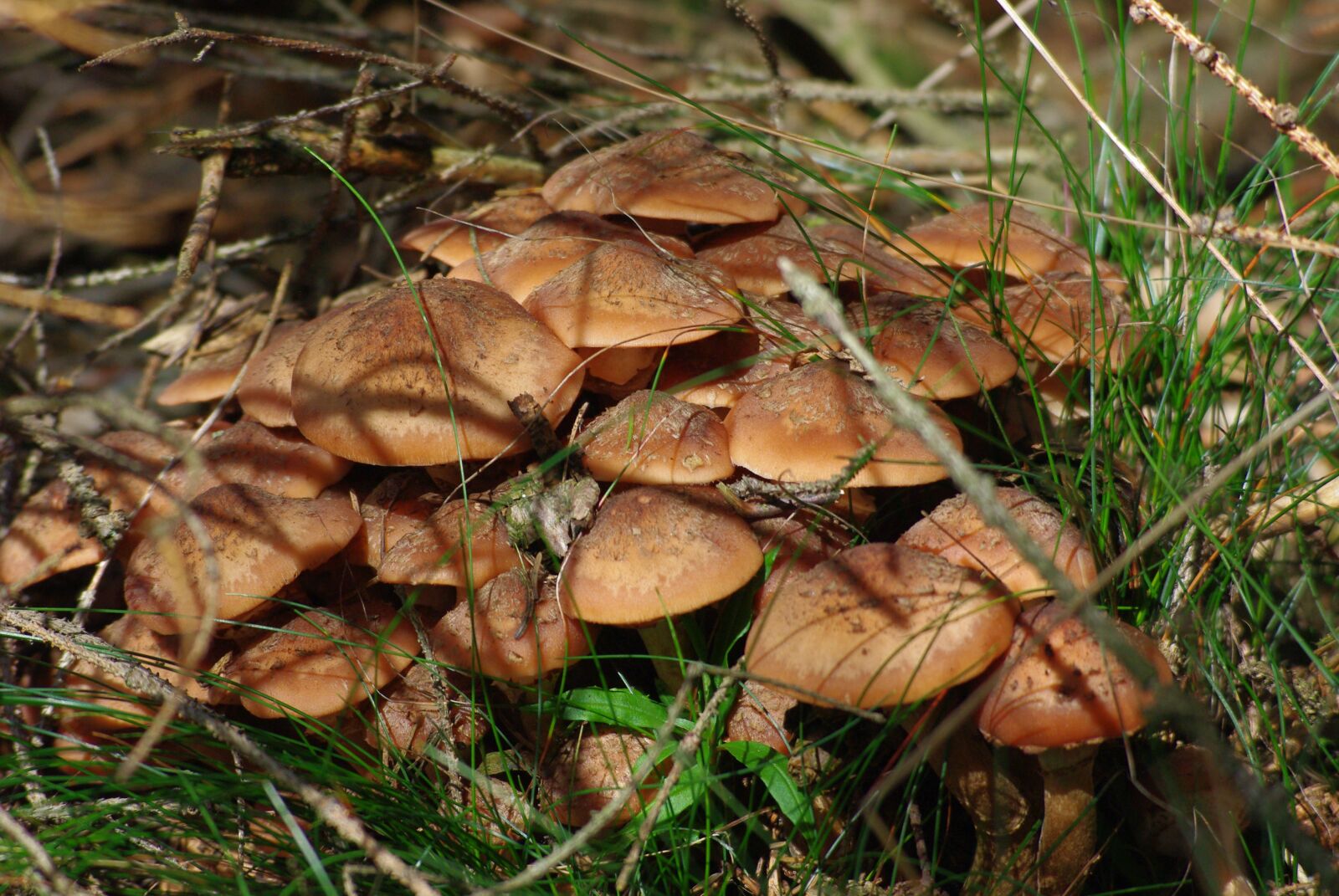 Pentax K-m (K2000) sample photo. Mushroom, forest, toxic photography