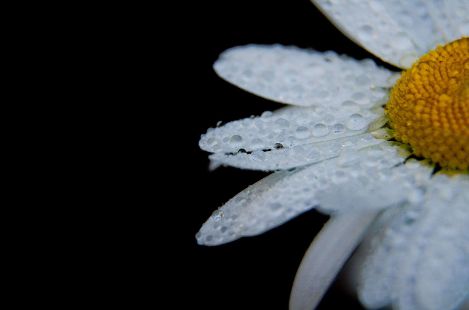 Nikon D5100 sample photo