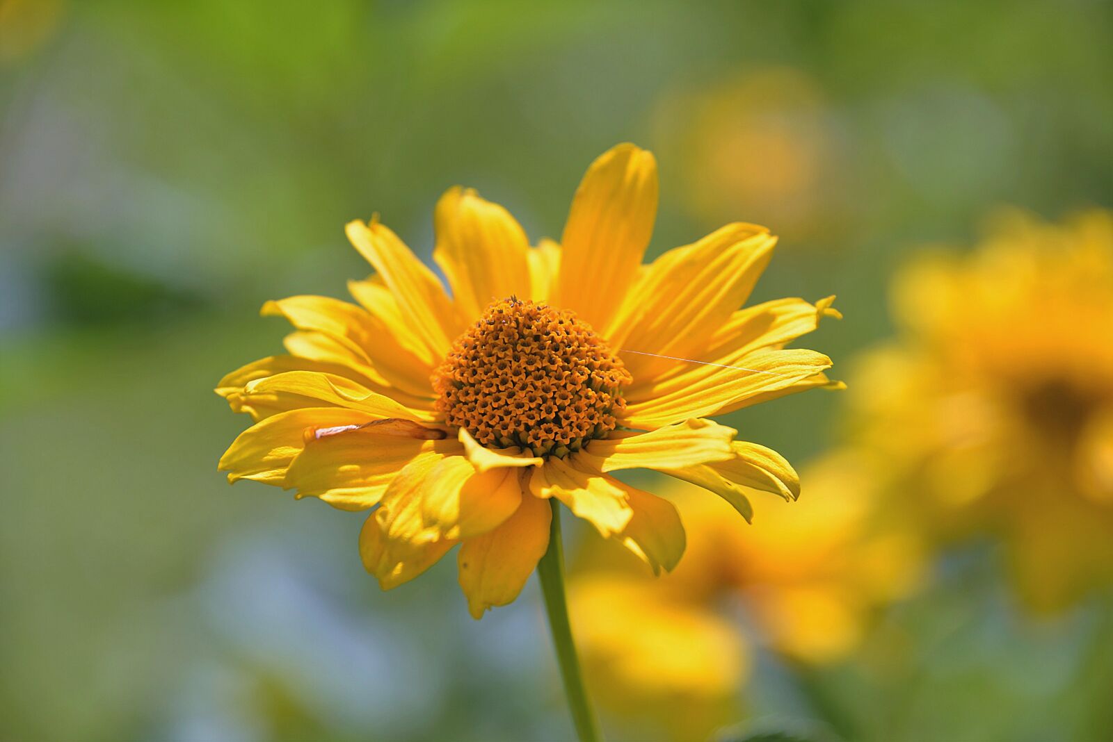 Nikon D610 sample photo. Perennial sunflower, composites, blossom photography