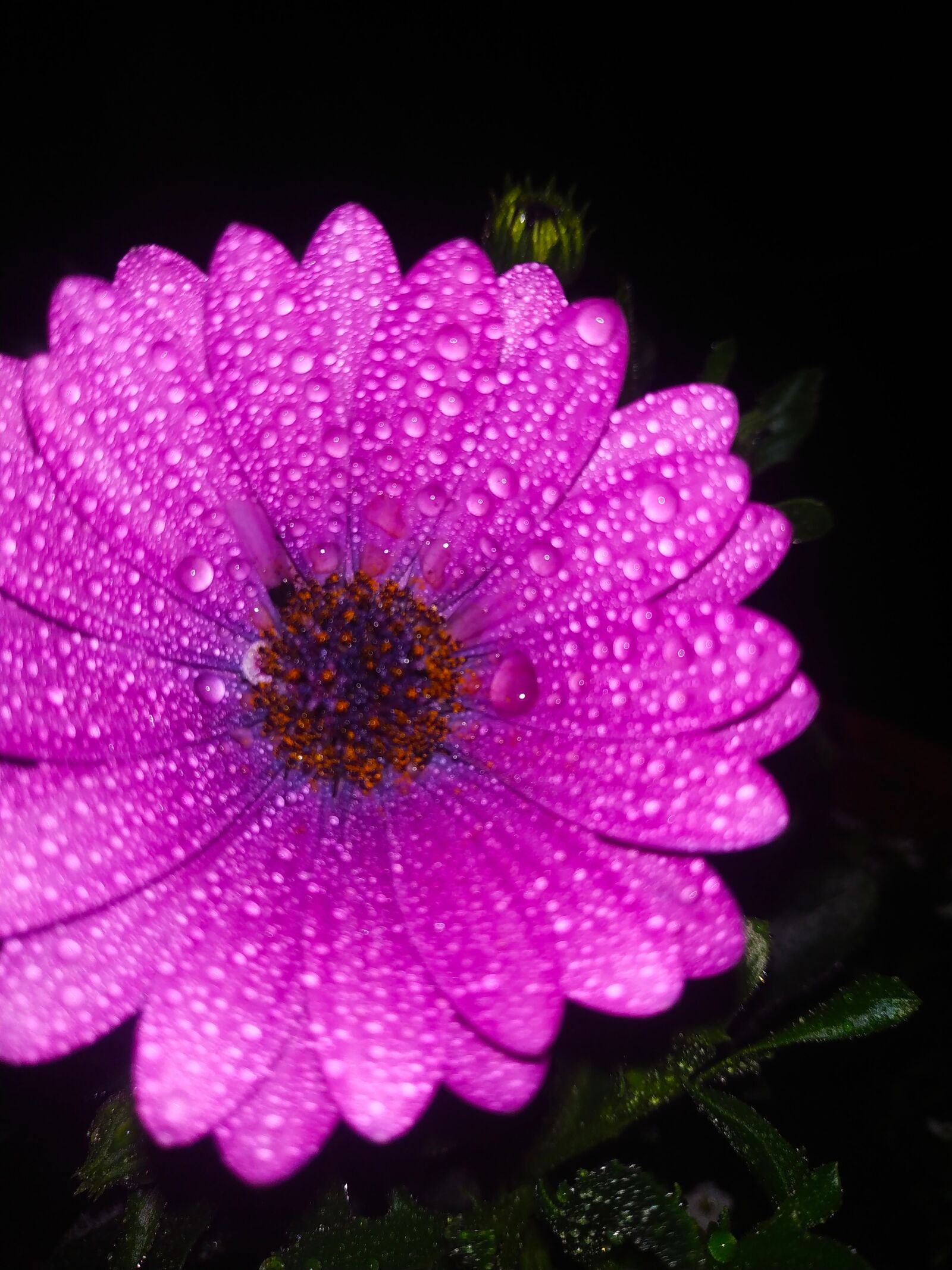 Xiaomi Redmi Note 5 sample photo. Mothersday, flower, pink photography