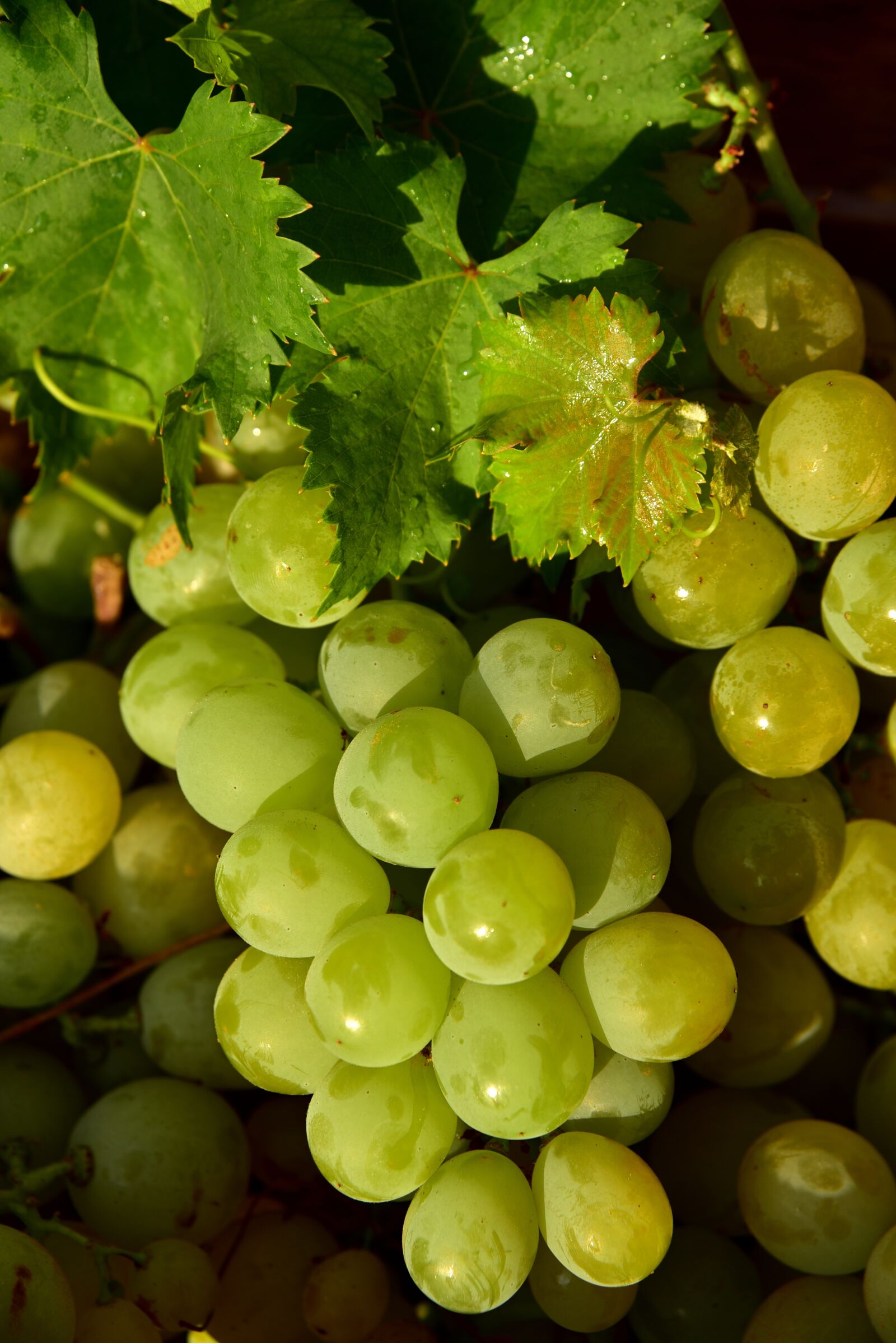 Nikon D750 sample photo. Grapes, white, fruit photography