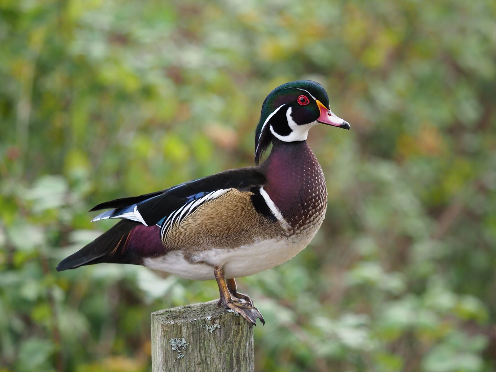 Olympus OM-D E-M1 Mark II + Olympus M.Zuiko Digital ED 40-150mm F2.8 Pro sample photo. Wood duck, bird, wildlife photography