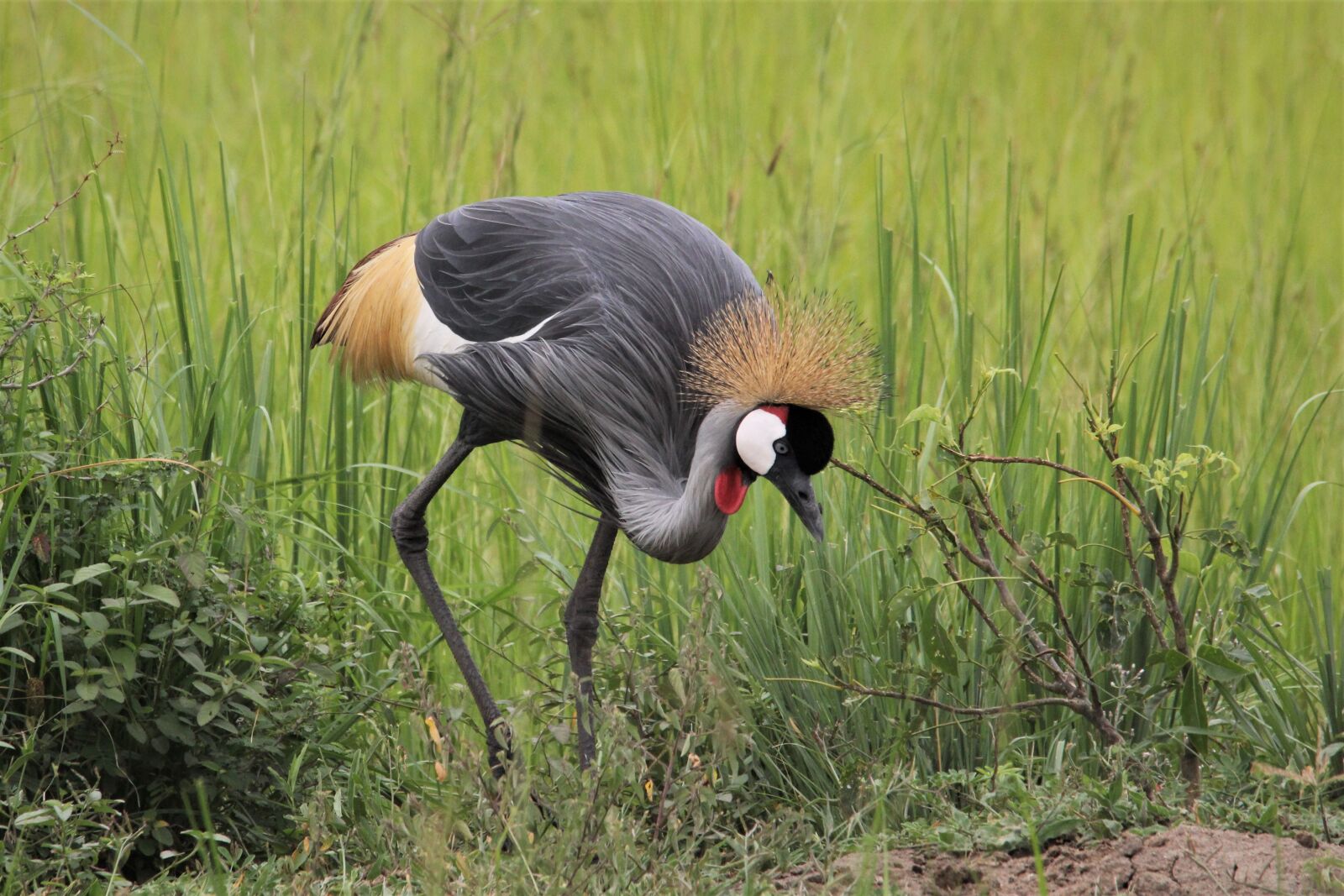 Canon EOS 60D sample photo. East, african, crested photography