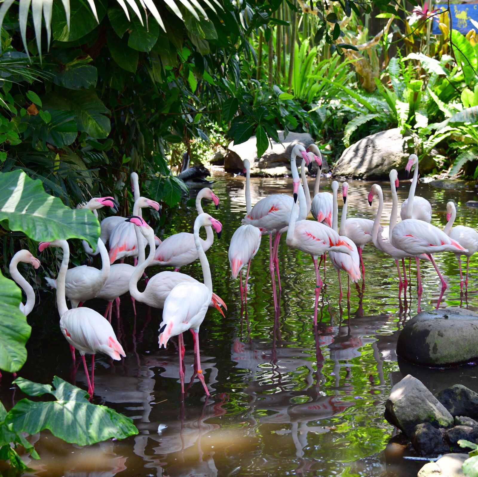 Nikon D850 sample photo. Flamingo, pink, bird photography