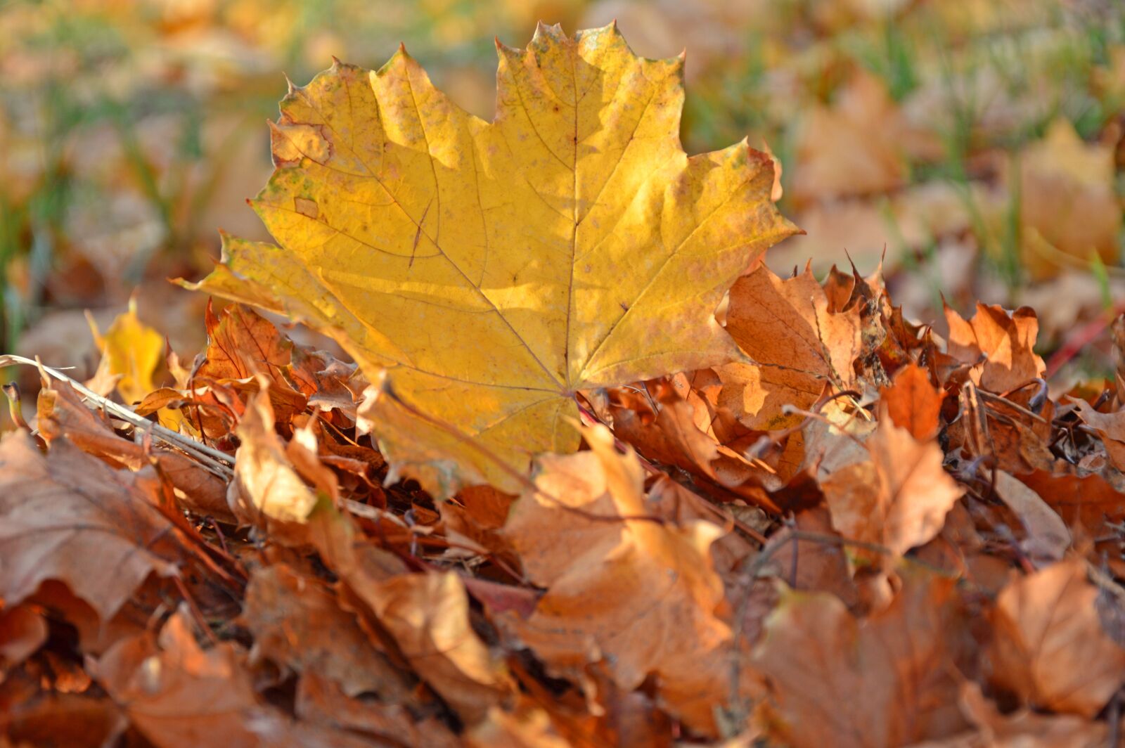 Nikon D3200 sample photo. Leaves, maple, maple leaf photography
