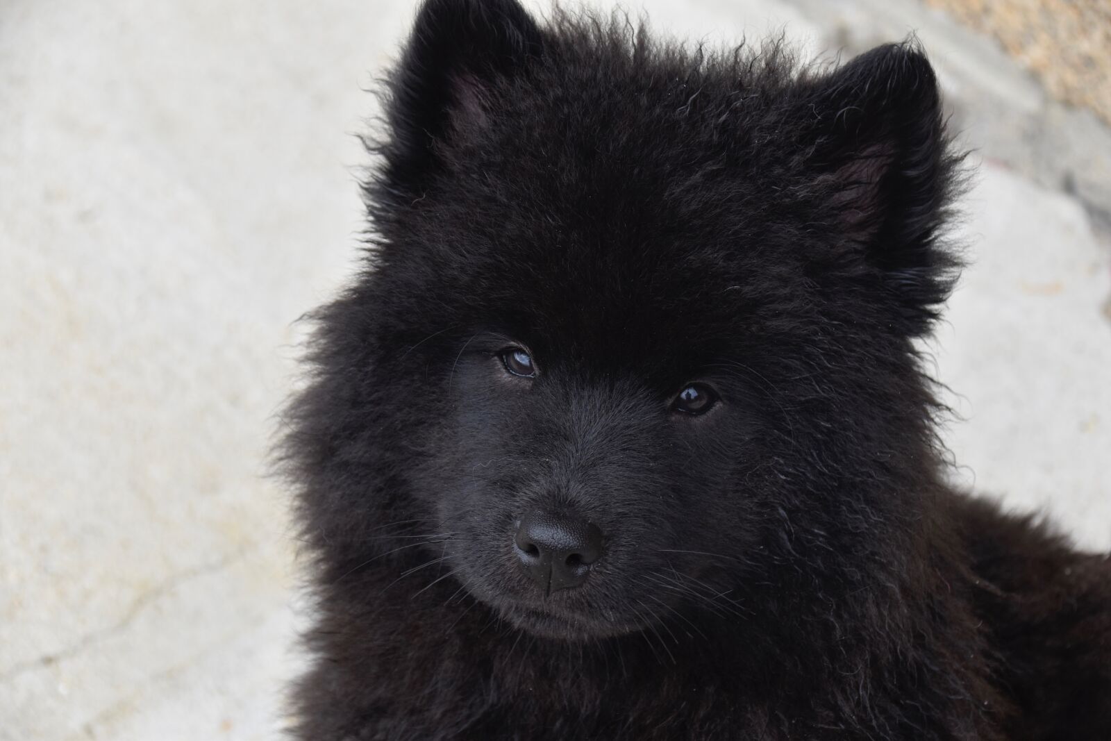 Nikon D5600 sample photo. Dog, puppy, pup photography