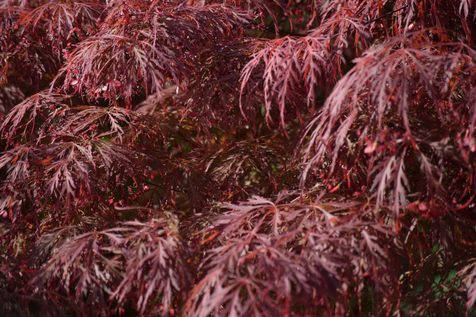 Nikon D3300 sample photo. Wood, red, color photography