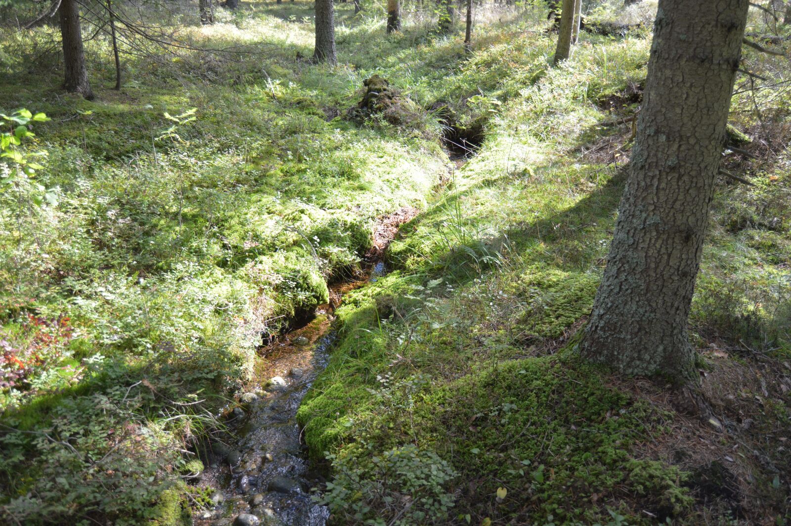 Nikon D3200 sample photo. Forest, open, tree photography