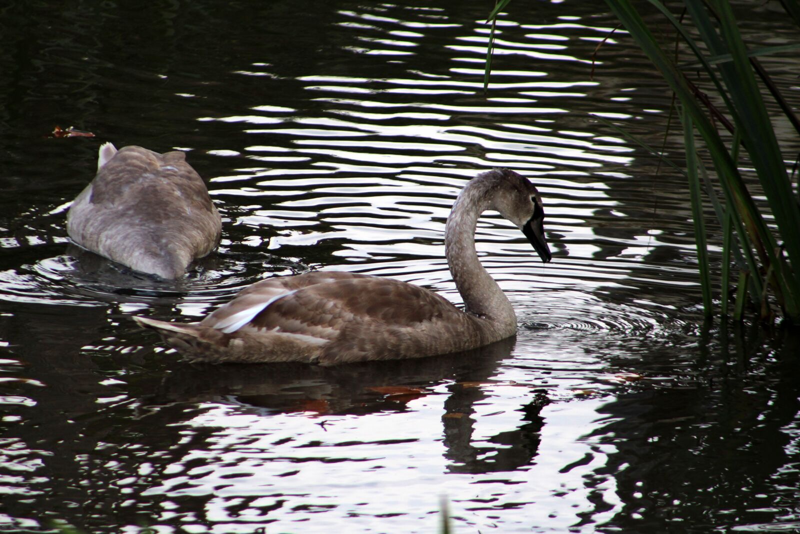 Canon EF 75-300mm f/4-5.6 sample photo. Swan, lake, bird photography