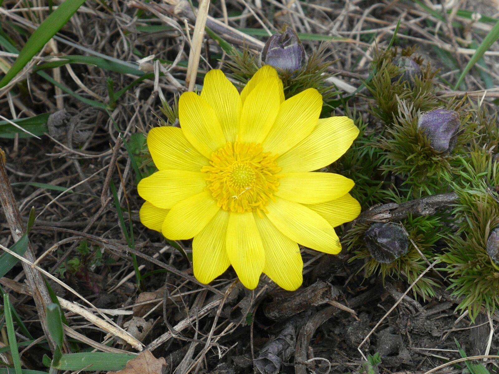 Panasonic Lumix DMC-G6 sample photo. Adonis vernalis, spring, flower photography