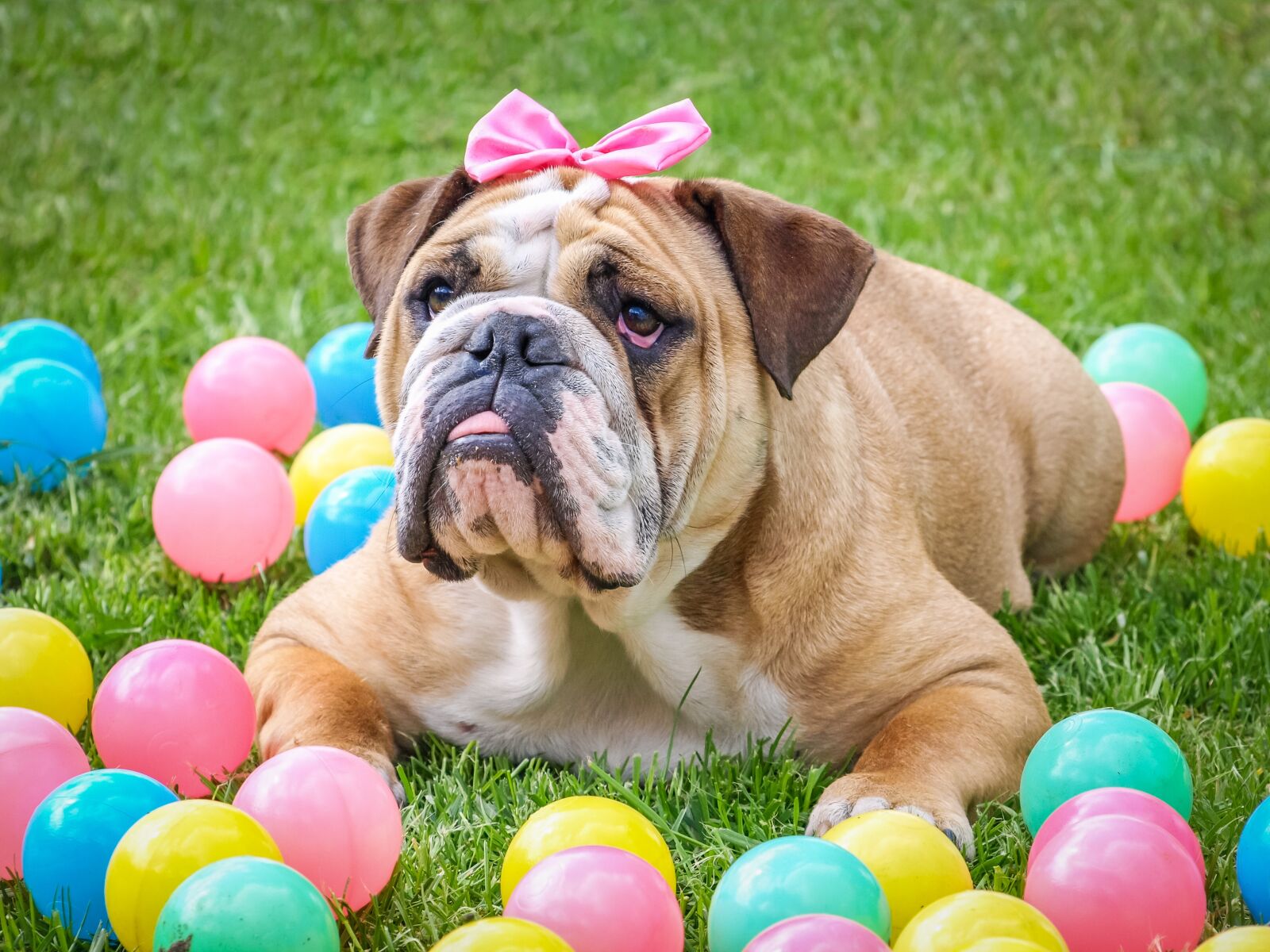 Olympus E-510 (EVOLT E-510) sample photo. Bulldog, cute, easter photography