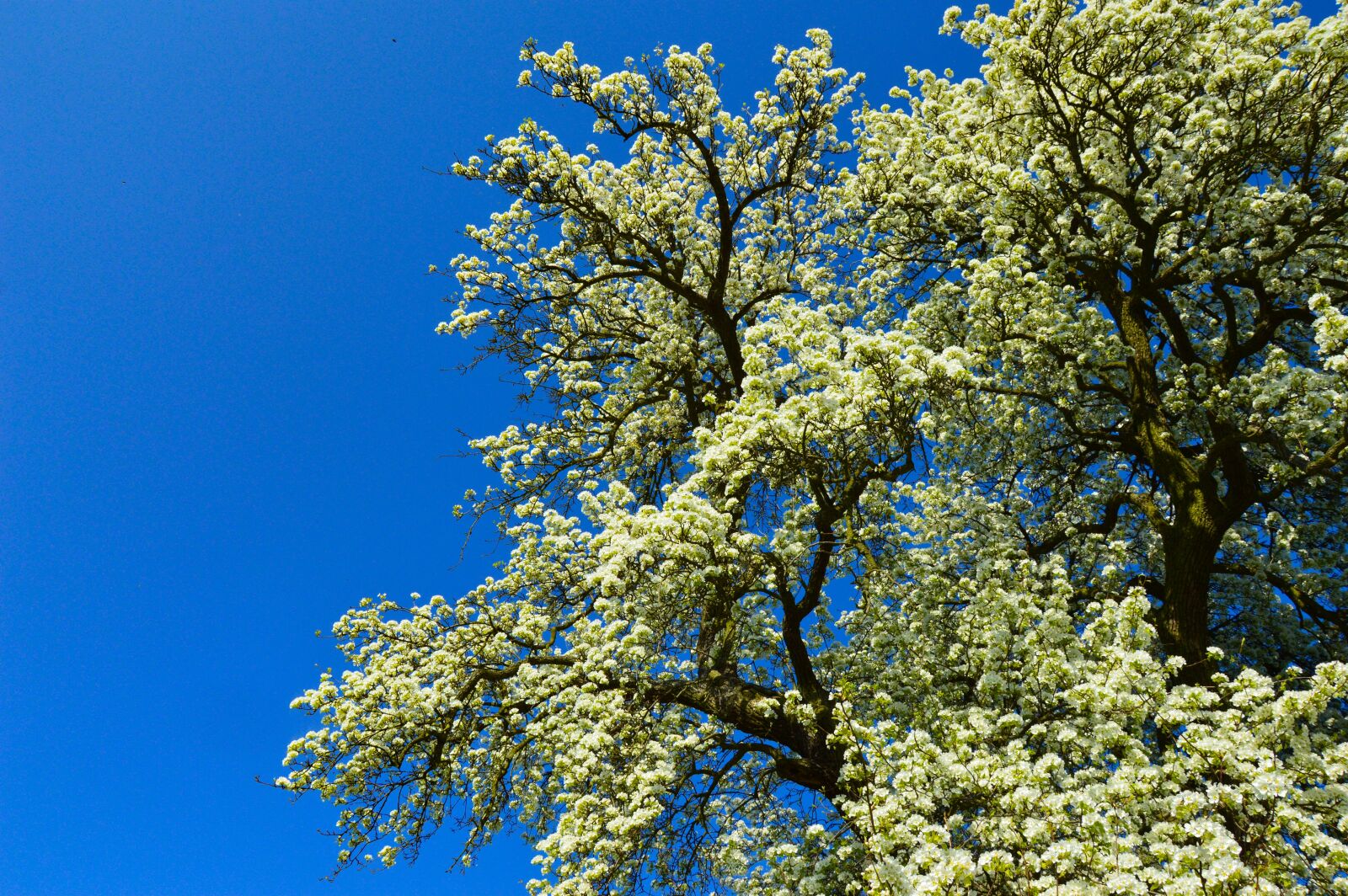 Nikon D3200 sample photo. Pear tree, pear, tree photography