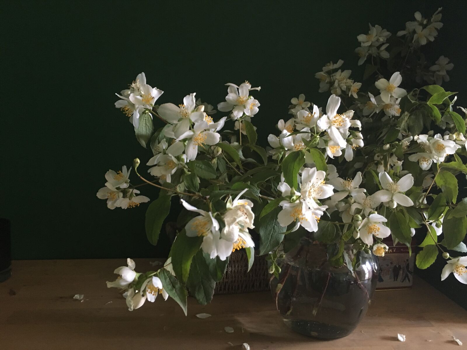 Apple iPhone 6s sample photo. Beautiful, flowers, dark, green photography