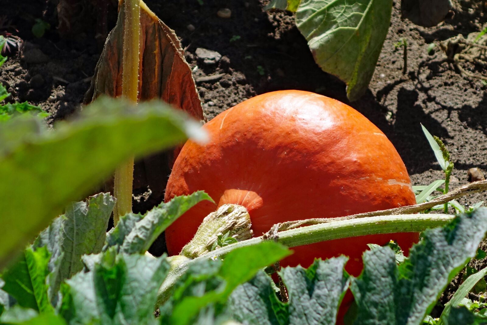 Sony Cyber-shot DSC-RX100 II sample photo. Pumpkin, vegetables, autumn photography
