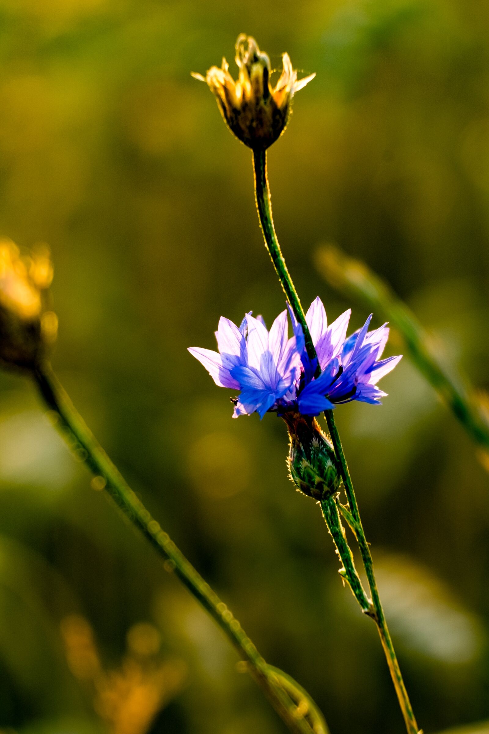 Fujifilm X-T10 sample photo. Flower, bluebottle, cornflower photography