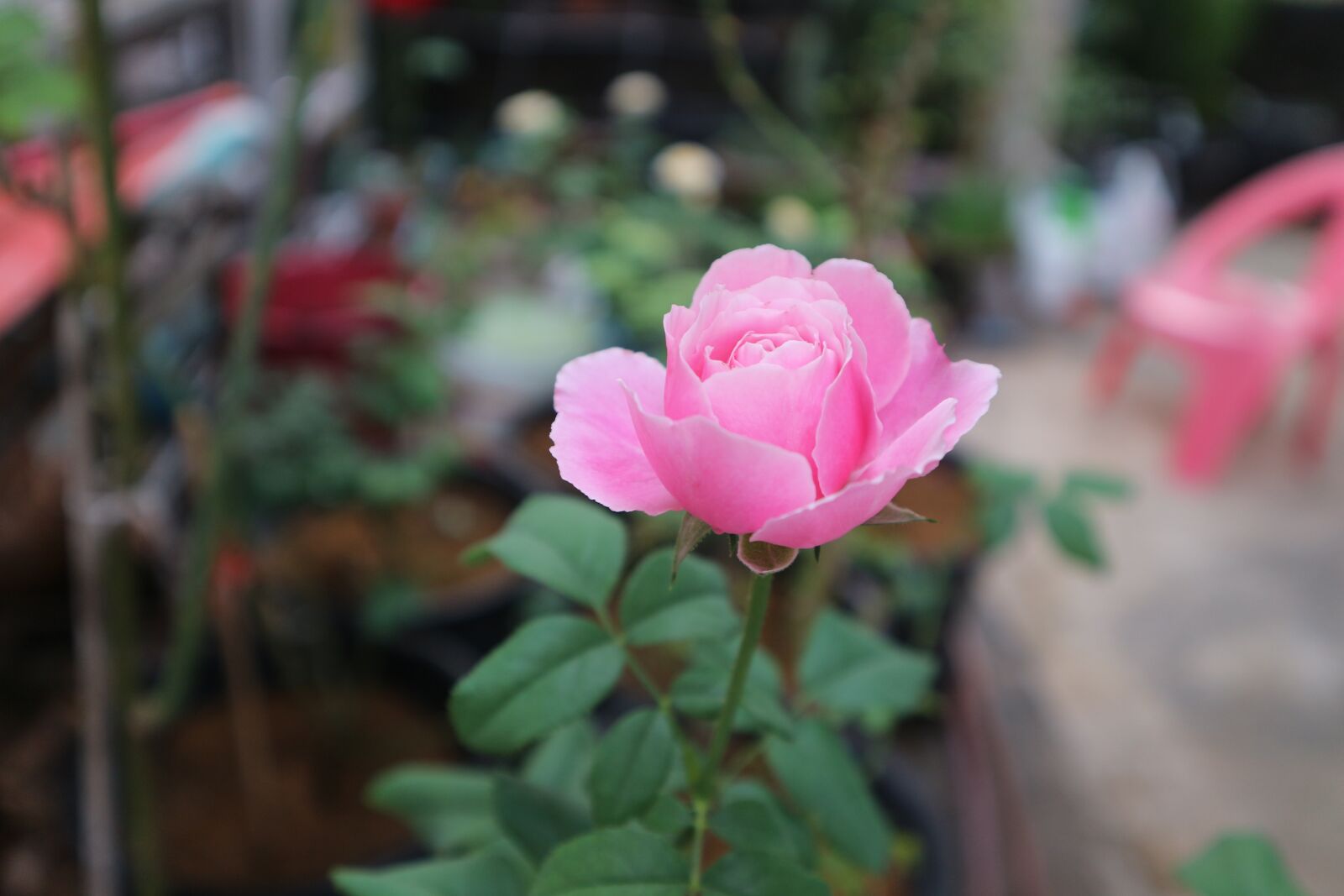 Canon EF-M 15-45mm F3.5-6.3 IS STM sample photo. Pink, rose, romance photography
