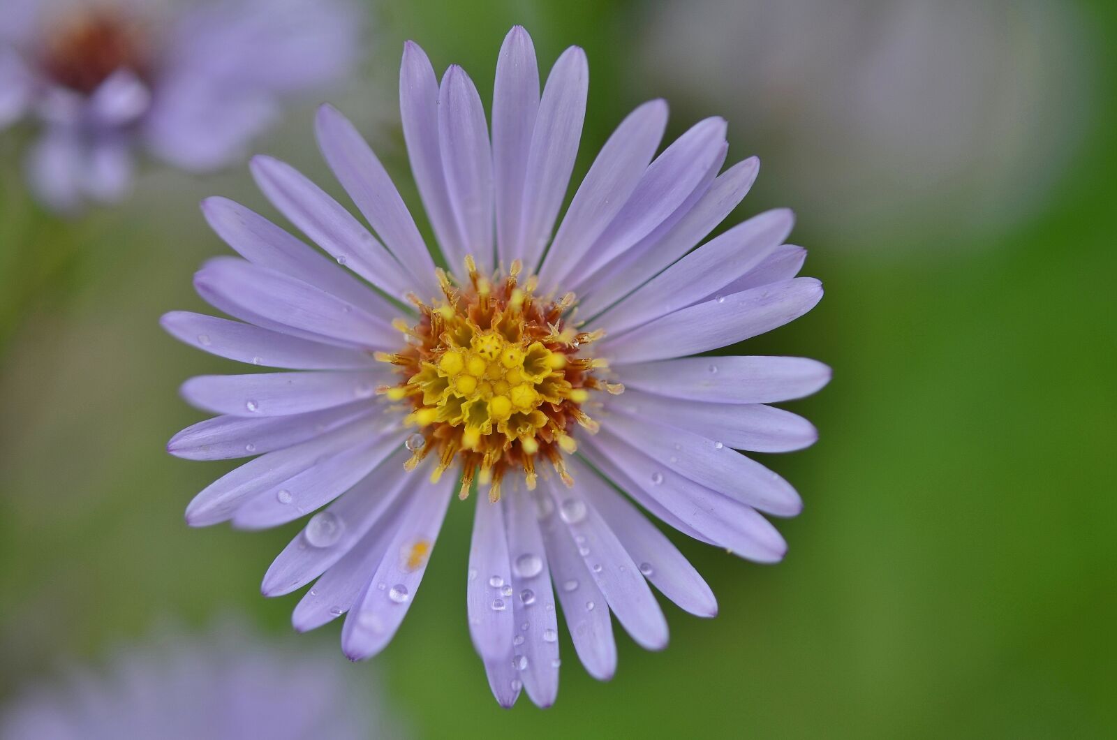 Nikon D7000 sample photo. Flower, natur, spring photography