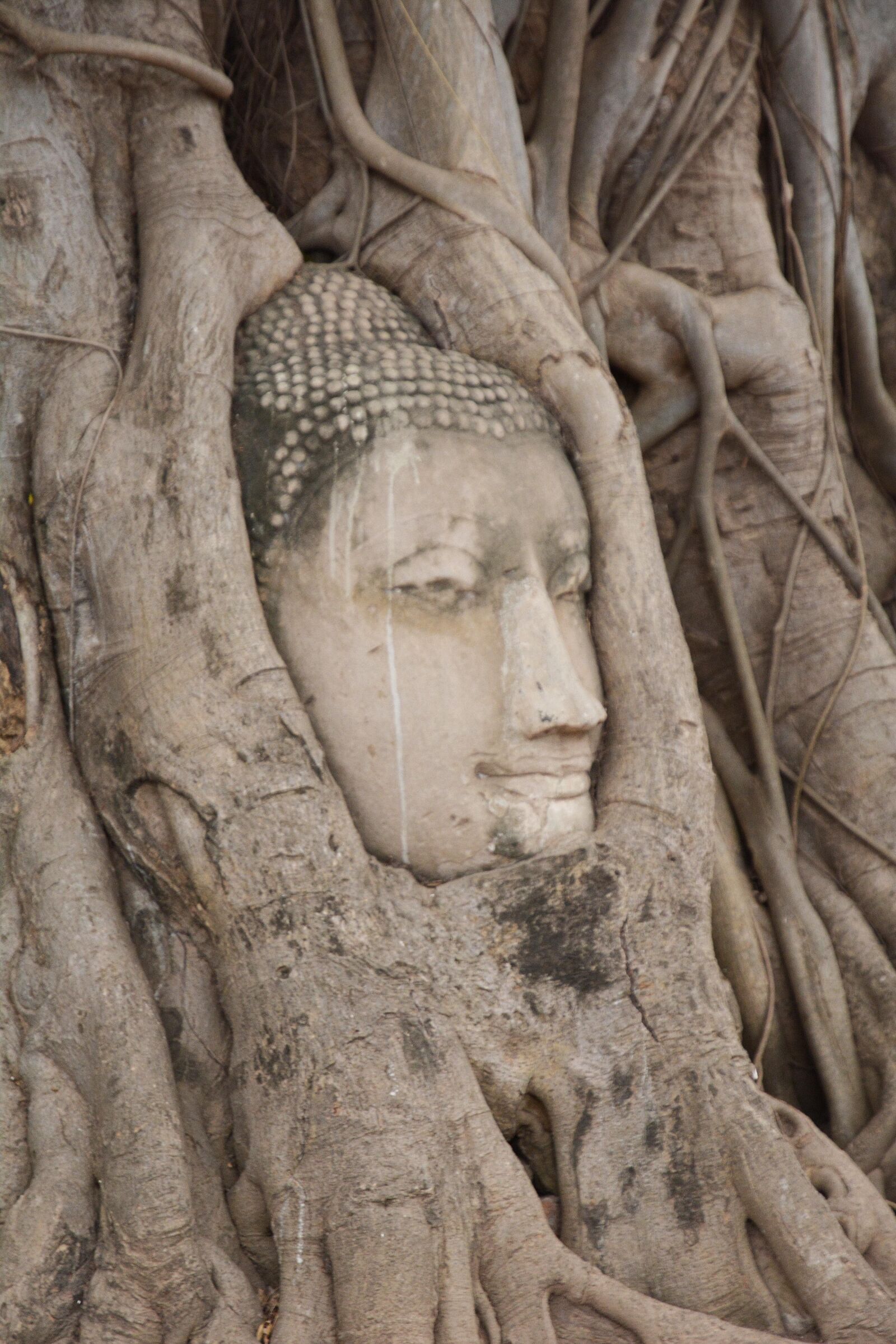 Nikon D7100 sample photo. Thailand, ayutthaya, head of photography