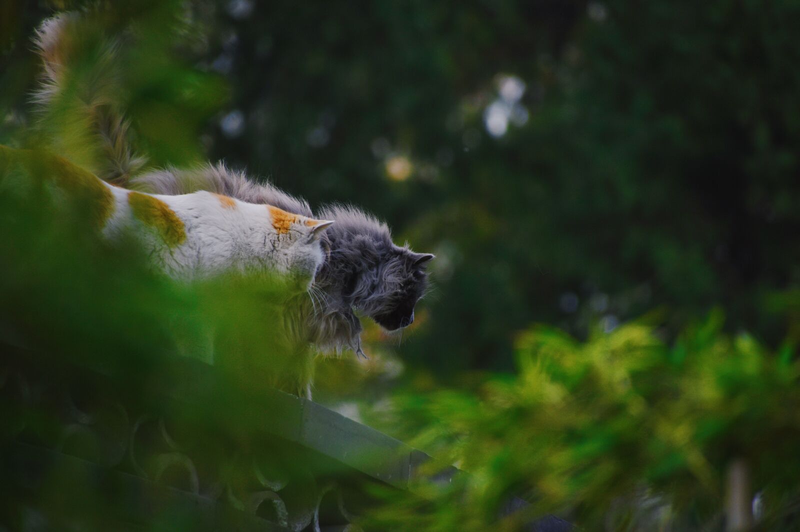 Nikon D7200 sample photo. Animal, cat, kitten photography